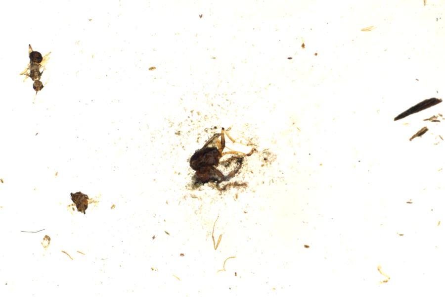 Image 64